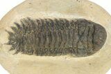 Bargain Crotalocephalina Trilobite Fossils - 2 to 3" - Photo 3